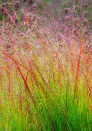 PANICUM virgatum Rehbraun
